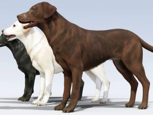 Labrador Retriever paketi Armalı 3D Model
