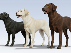 Labrador Retriever pack Rigged 3D-Modell