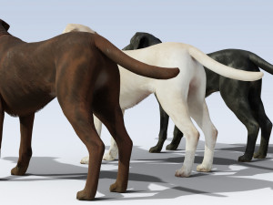 Labrador Retriever pack Rigged 3D-Modell