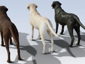 Labrador Retriever pack Rigged 3D-Modell