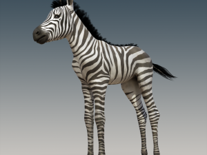 Baby Zebra Foals Rigged 3D 모델