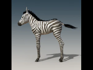 Baby Zebra Foals Rigged 3D Model