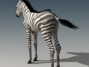 Baby Zebra Foals Rigged 3D Model