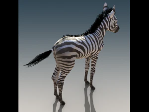 Baby Zebra Foals Rigged 3D Model