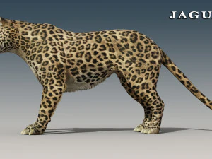 Jaguar and Panther Rigged 3D Model
