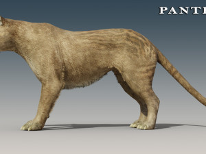 Jaguar and Panther Rigged Model 3D