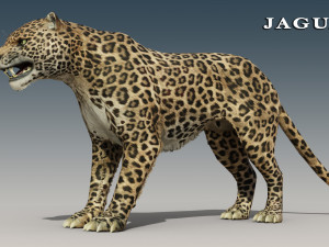Jaguar and Panther Rigged Model 3D