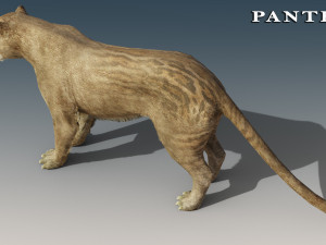 Jaguar and Panther Rigged Model 3D