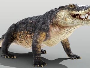 Crocodilo realista equipado Modelo 3D