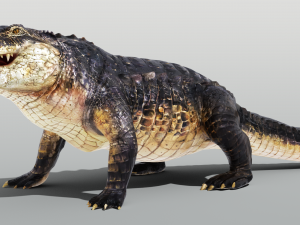 Realistic Crocodile Rigged Model 3D