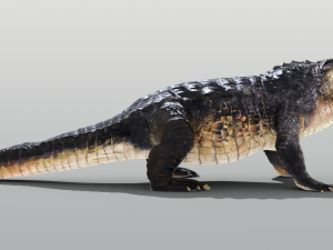 Realistic Crocodile Rigged Model 3D