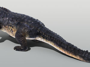 Realistic Crocodile Rigged Model 3D