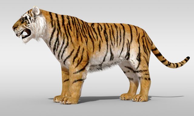 Tiger with fur and is Rigged 3D 모델 .c4d .max .obj .3ds .fbx .stl .blend 