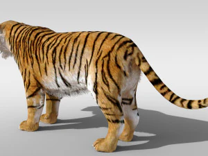 Tiger with fur and is Rigged 3D Model