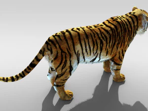 Tiger with fur and is Rigged 3D Model
