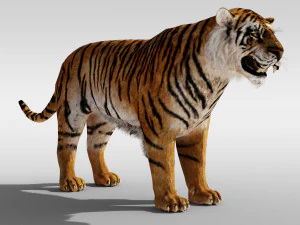 Tiger with fur and is Rigged 3D Model
