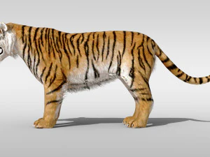 Tiger with fur and is Rigged 3D Model