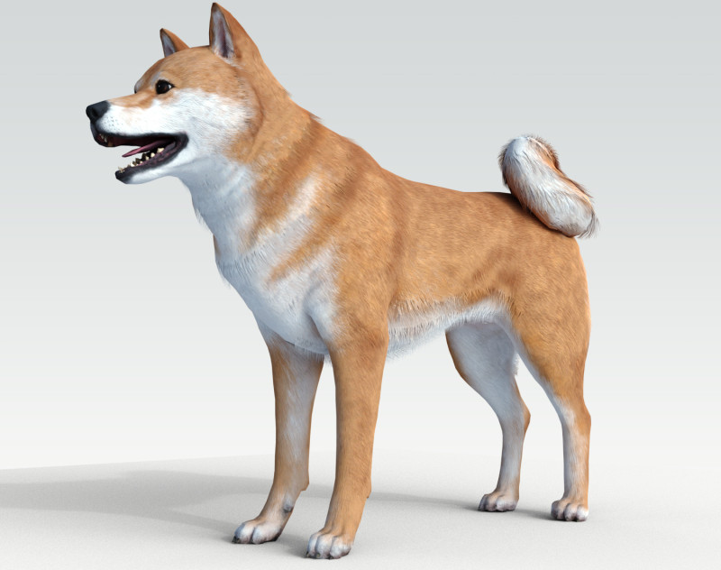 Dog Shiba Ini with Fur - Rigged 3D 모델 .c4d .max .obj .3ds .fbx .stl .blend 