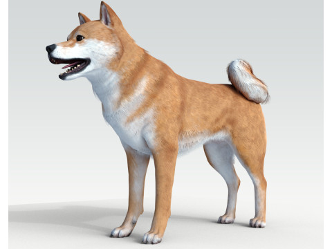 Dog Shiba Ini with Fur - Rigged 3D Model