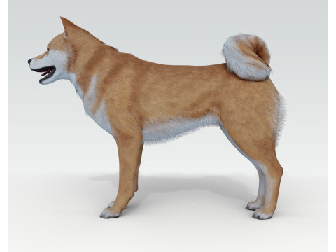 Dog Shiba Ini with Fur - Rigged 3D 모델