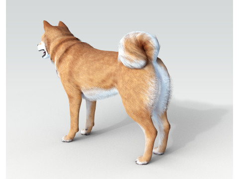 Dog Shiba Ini with Fur - Rigged 3D 모델