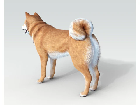 Dog Shiba Ini with Fur - Rigged 3D Model