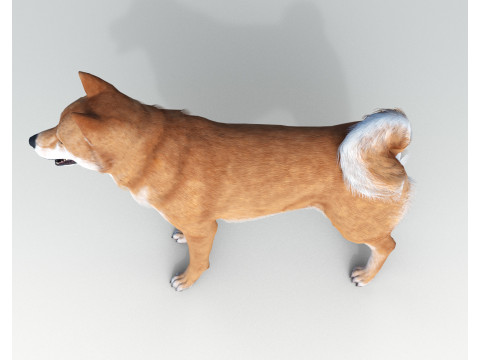 Dog Shiba Ini with Fur - Rigged 3D 모델