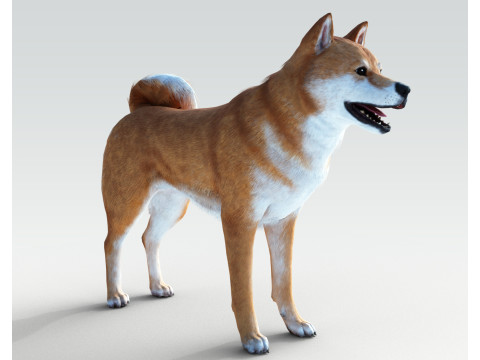 Dog Shiba Ini with Fur - Rigged 3D 모델