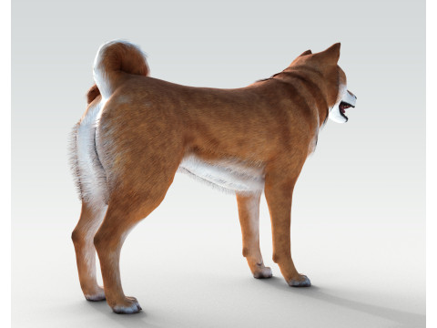 Dog Shiba Ini with Fur - Rigged 3D 모델
