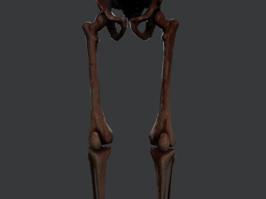 skeleton warrior2 Model 3D