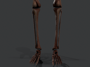 skeleton warrior2 Model 3D
