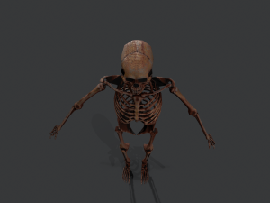 skeleton warrior2 Model 3D