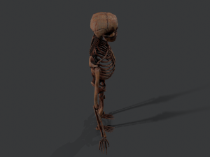 skeleton warrior2 Model 3D