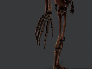 skeleton warrior2 Model 3D