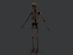skeleton warrior2 Model 3D