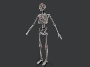 skeleton warrior2 Model 3D