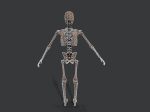 skeleton warrior2 Model 3D