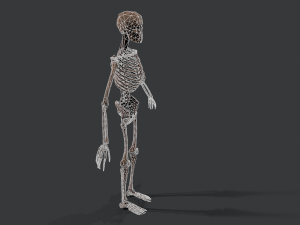skeleton warrior2 Model 3D