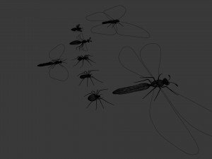 insect - package 8 Modèle 3D