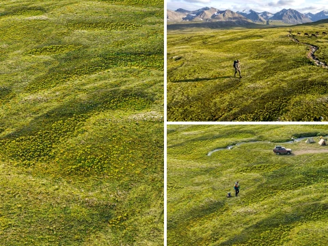 Seamless Grassland Area PBR Material - 15K - 8K - 4K - 2K CG Textures