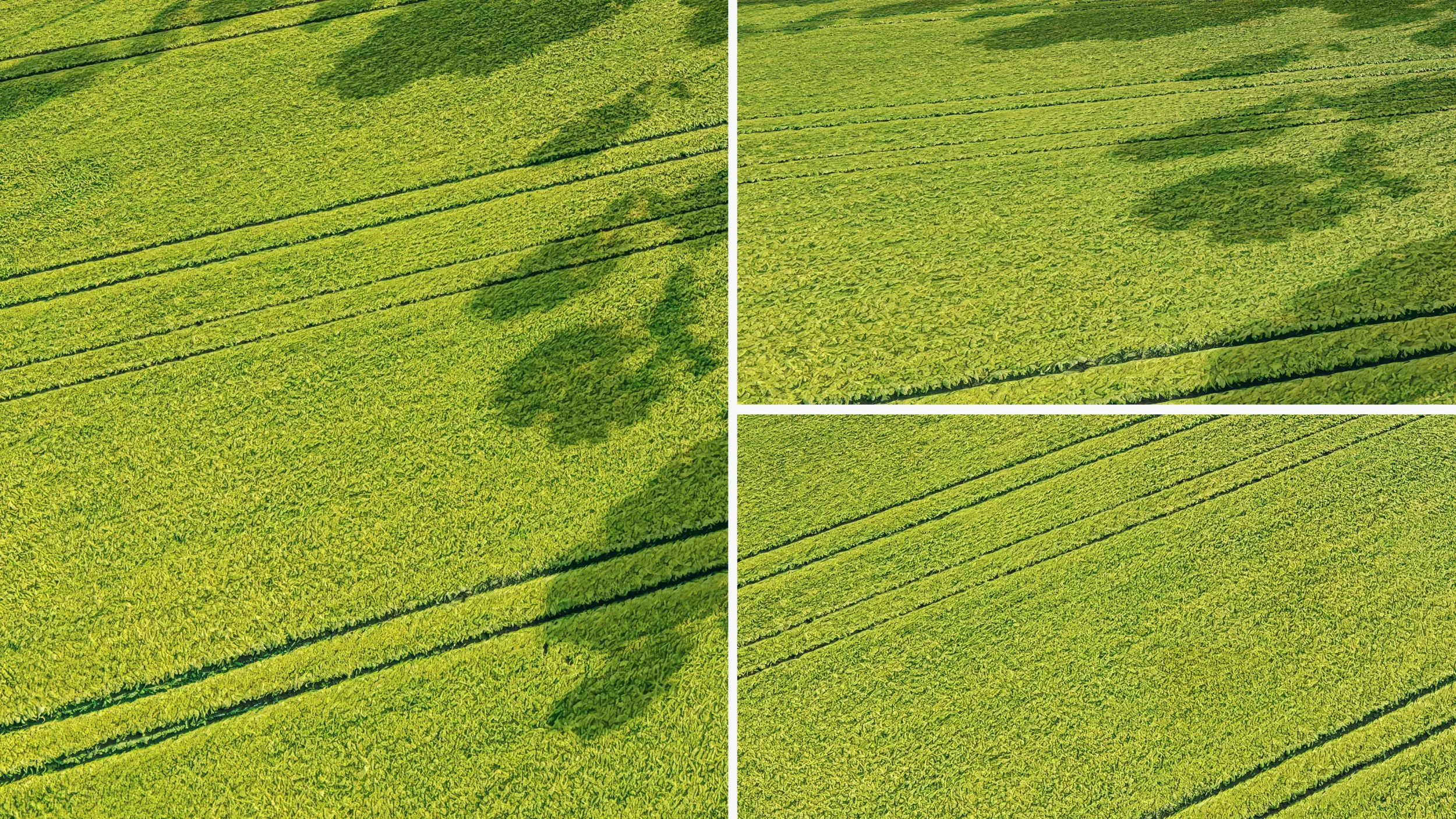 Seamless Green field with ruts PBR Material - 16K CG Textures .c4d .max .obj .3ds .fbx .stl .blend 