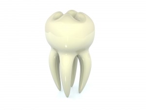 tooth 3D-Modell