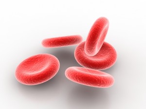 blood cell 3D Model