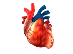 human heart 3D-Modell