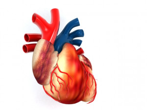 human heart Model 3D