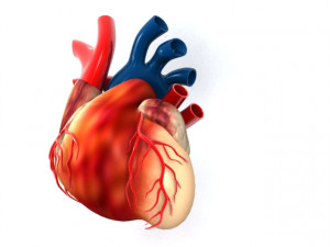 human heart Model 3D