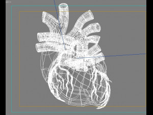 human heart Model 3D