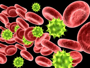 blood cells 3D Model