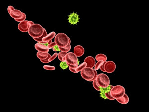 blood cells Model 3D