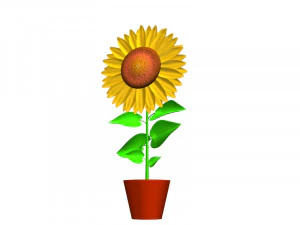 Sunflower flower plant isolated 3D Model
